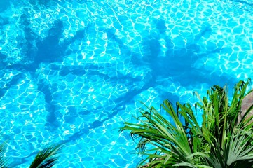 プールの中のヤシの木の影