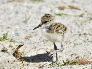 Black-necked stilt (Himantopus mexicanus)