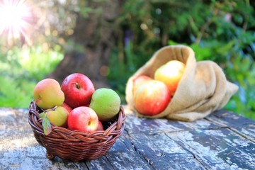 apfelernte im garten