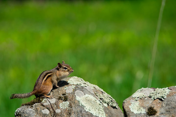 Chipmunk