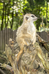 surykatka © Mike Mareen