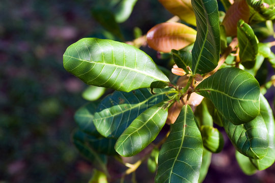 Young leaves of Cashew Tree.