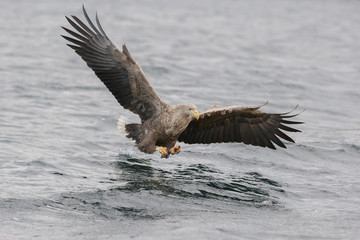 Hunting Sea Eagle