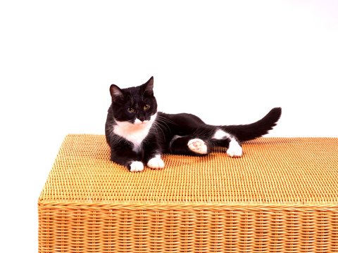 Katze Willy auf Hocker