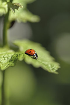 Ladybug on a leaflet. Red bug on the grass