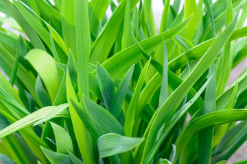 Obraz premium Fresh green plant as background. 