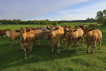 Naklejka na ściany i meble Cows grazing on a green spring meadow