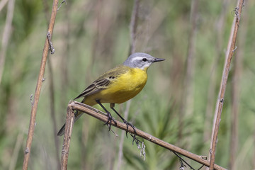 Yellow wagtail