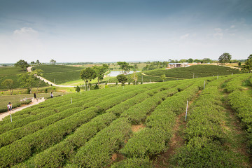 Fototapeta na wymiar Tea farm, Chiang Rai Thailand