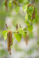 Fototapeta premium Blooming birch. Selective focus with shallow depth of field.