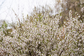 Cherry blossoms. Selective focus with shallow depth of field.