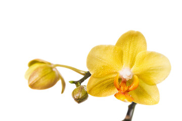 Flower of yellow orchid isolated on white background