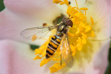 Schwebfliege