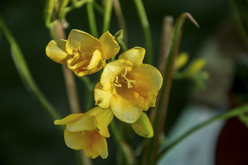 Fototapeta na wymiar Yellow small lilies