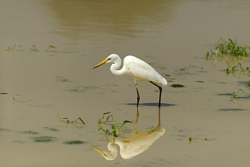 Heron