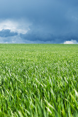 Fototapeta premium Green field.
