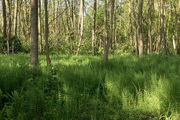 Forest with Horsetail.