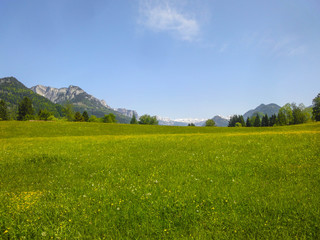 Frühlingswiese in den Alpen