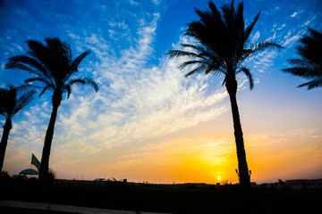 Silhouette of palms during sunrise