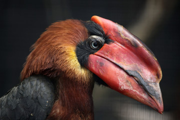 Rufous hornbill (Buceros hydrocorax)