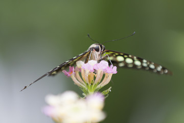 butterfly on the flower