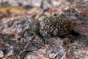 Bug weevil