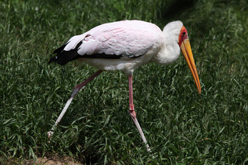 Yellow-billed stork (Mycteria ibis)