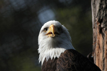 Bald eagle (Haliaeetus leucocephalus)