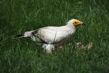 Egyptian vulture (Neophron percnopterus)