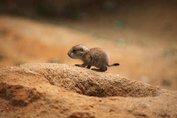 Black-tailed prairie dog (Cynomys ludovicianus)