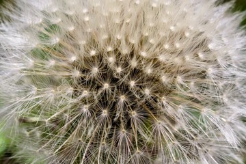 Beautiful dandelion macro
