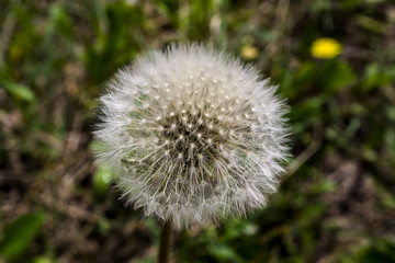 Beautiful dandelion