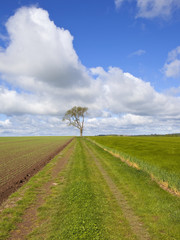 Fototapeta na wymiar agricultural farm track with ash tree