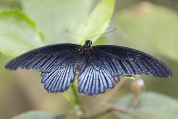 butterfly on the flower