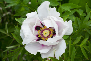 White peony flower macro photography