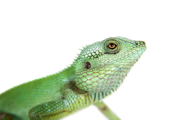 Black lipped Lizard, Calotes nigrilabris, on white
