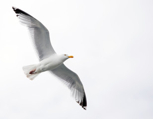 Single seagull in flight on grey sky