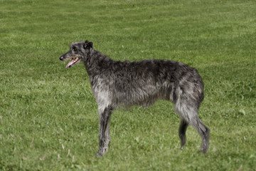 Deerhound in long grass