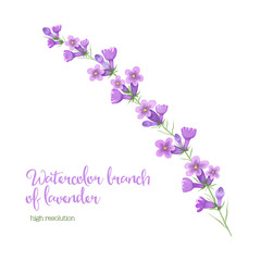 Fototapeta na wymiar Watercolor branch of lavender