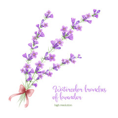 Fototapeta na wymiar Watercolor branch of lavender.
