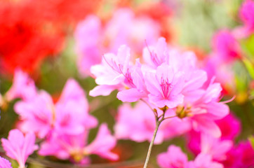 Pink flower