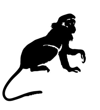 Monkey. Hand drawn silhouette of animal on white background
