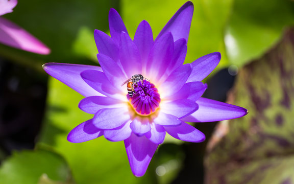 Fototapeta Bee find out the sweet in the lotus flower