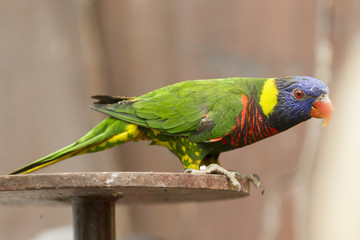 parrot on perch