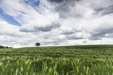 Getreidefeld in der Uckermark