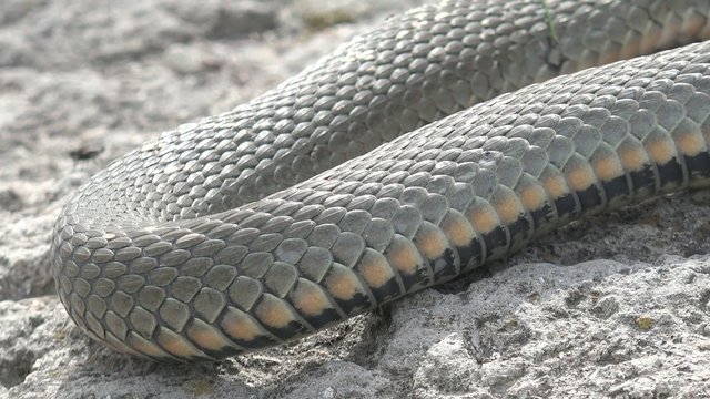 Snake River Natrix Reptile Thick Lies On A Rock Basking In The Su