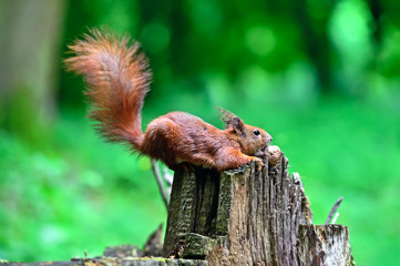 Squirrel