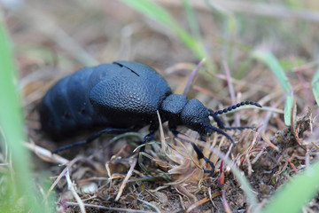 European oil beetle (Meloe proscarabaeus). Closeup