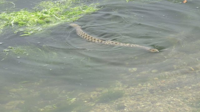 Snake River Natrix Floats Reptile In Water On River Among Green Algae