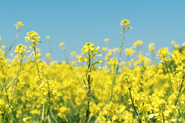 Oilseed rapeseed flowers